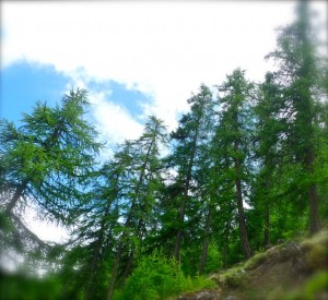Forêt de mélèzes dans les Hautes-Alpes