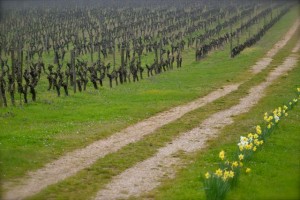 Vigne en Anjou