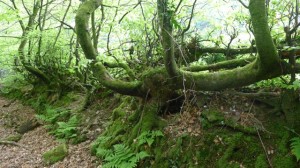 Plessage dans le parc national d'Exmoor