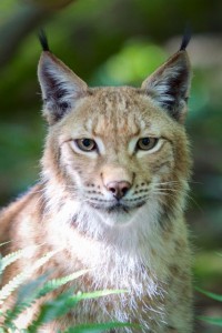 Lynx © Eric Travers Galatee Films