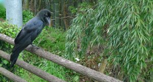 Corbeau à gros bec. Kumano Kodo. Japon.