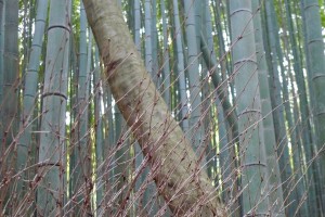 Forêt de bambous d'Arashiyama