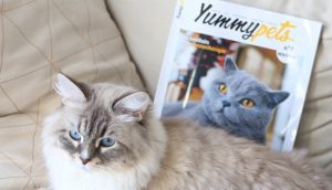 magazine-yummypets-lancementJPG